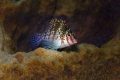  Hawkfish  